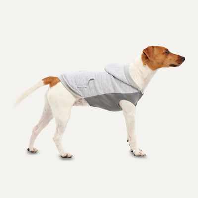 pull-pour-chien
