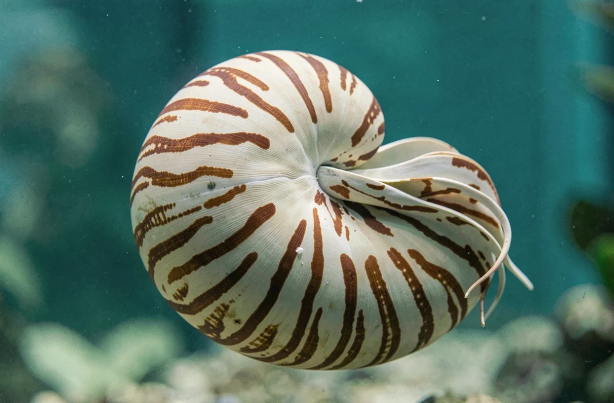 Nautile avec sa coquille spiralée aux motifs naturels brun et crème flottant dans l'eau